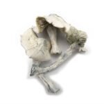 Albino Jedi Mind Fuck - Image 3