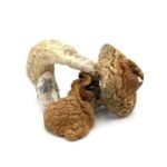 Mexican Cubensis - Image 3