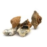 Mexican Cubensis - Image 2