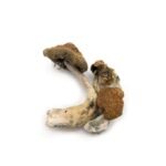 Mexican Cubensis - Image 4