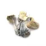 Albino Treasure Coast - Image 4