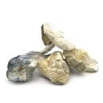 Albino Treasure Coast - Image 3