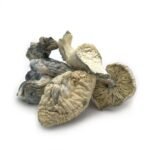 Albino Treasure Coast - Image 2