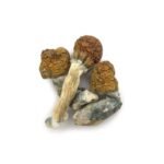 Cambodian Cubensis - Image 3