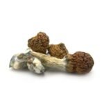 Cambodian Cubensis - Image 2
