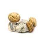 Dino Eggs - Image 3