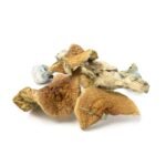 Golden Teacher - Image 3