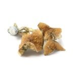 Golden Teacher