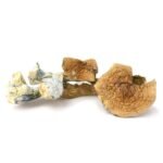 Golden Teacher - Image 2