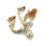 Golden Teacher - Image 4