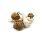 Vietnamese Cubensis - Image 4