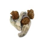 Vietnamese Cubensis - Image 3